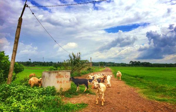 Một điểm đến cực kỳ lý tưởng để đổi gió, mà lại ngay gần Sài Gòn.